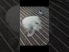 なぜサイズ40-80メッシュMSMパウダーを選ぶのか、GC法による試験と総重金属3